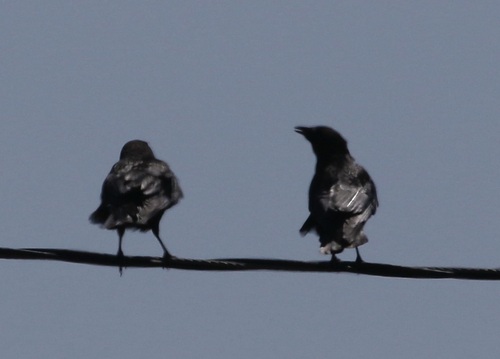 American Crow observed by hranson