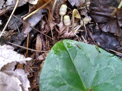 Hexastylis virginica