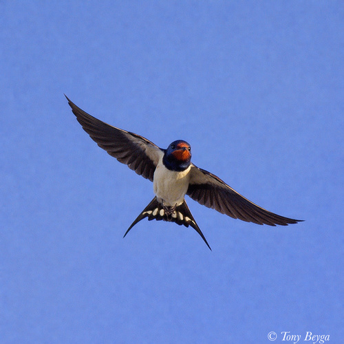 Barn Swallow observed by croxvols