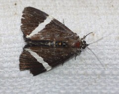 Coenotoca subaspersa