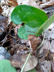 Hexastylis virginica