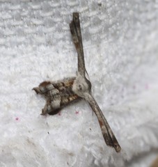 Phazaca interrupta