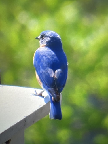 Eastern Bluebird observed by nelsj