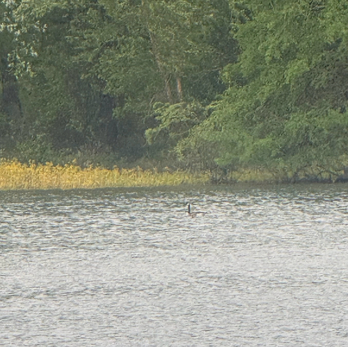 Canada Goose observed by sarahbprince