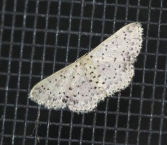 Idaea punctatissima