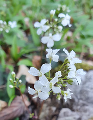 Cardamine trifolia
