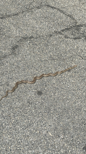 Gopher Snake observed by richardandrews