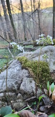 Cardamine trifolia