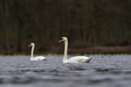 Mute Swan observed by brittanymmason