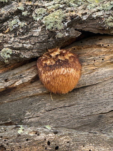 iNaturalist observation photo of lion's-mane mushroom