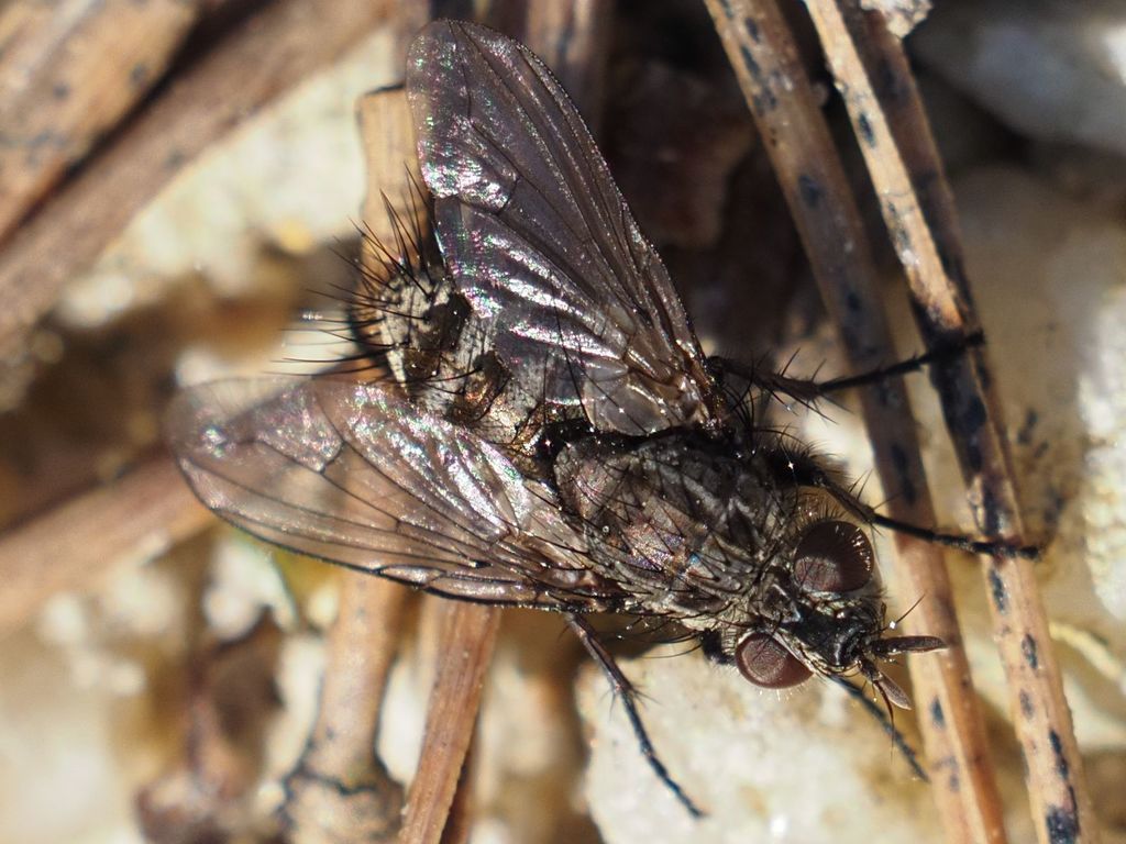 Campylocheta praecox