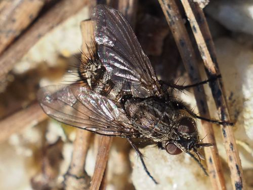 Campylocheta praecox