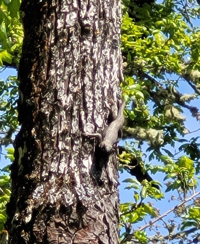 Western Fence Lizard observed by rubusspectabilis