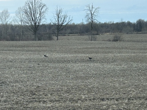 Wild Turkey observed by timberlord14