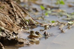 Hoplobatrachus occipitalis