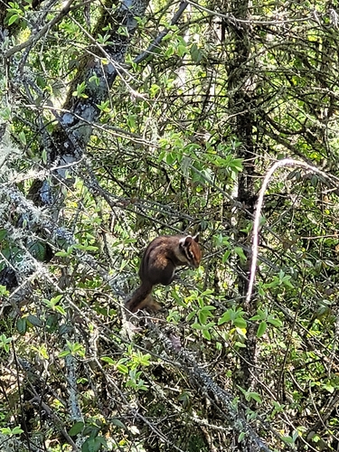 Townsend's Chipmunk observed by rubusspectabilis