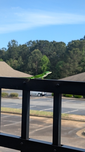 Green Anole observed by nerdfighter
