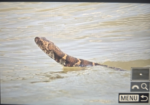 Common Watersnake observed by mariobird