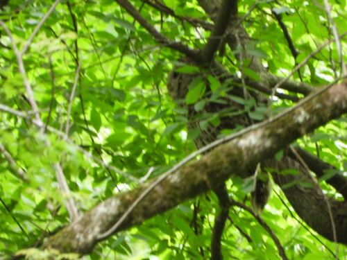 Barred Owl observed by natgrace18