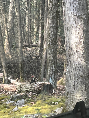 Pileated Woodpecker observed by chaosfairy