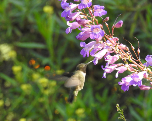 Black-chinned Hummingbird observed by owlice