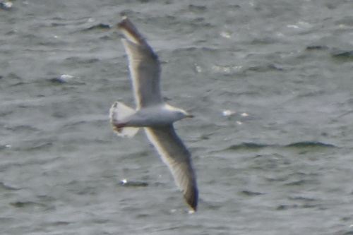 American Herring Gull observed by lissa_d