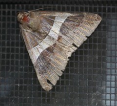 Dysgonia constricta