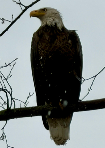 Bald Eagle observed by joannsavoie