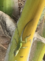Anolis bimaculatus