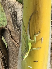 Anolis bimaculatus