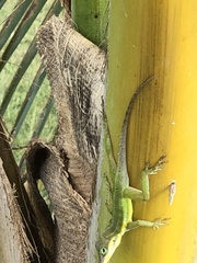 Anolis bimaculatus