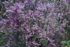 Carmichaelia glabrescens