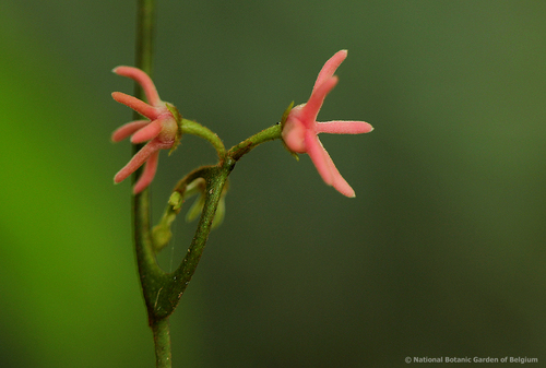 Artabotrys likimensis image