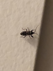 Eremocoris fenestratus