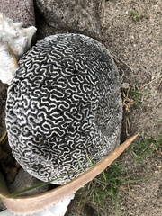 Pseudodiploria strigosa