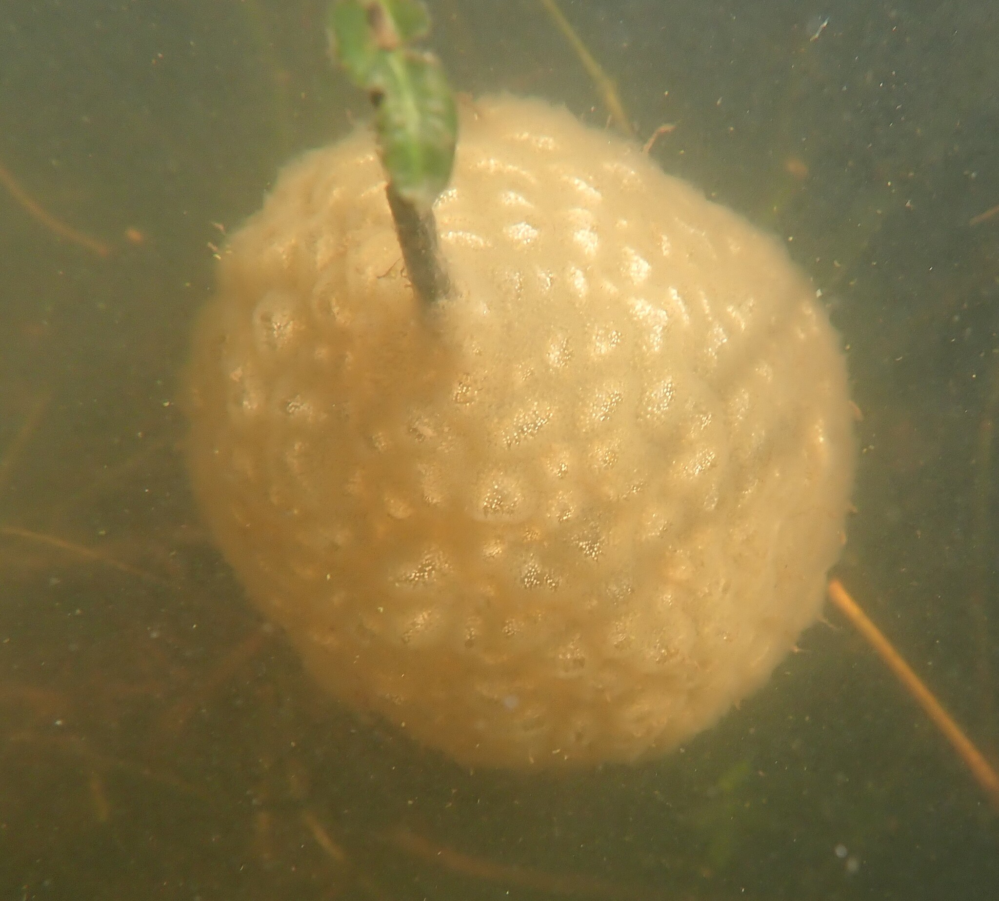 Pectinatella magnifica (Leidy, 1851)