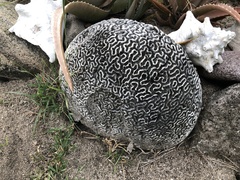 Pseudodiploria strigosa