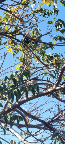 Northern Mockingbird observed by hcatz