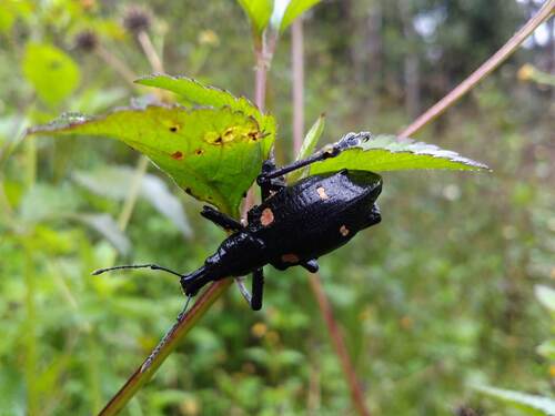 Gymnopholus observed 2019-07-05