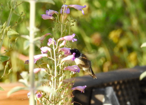 Black-chinned Hummingbird observed by owlice