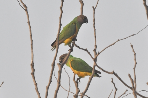 Senegal Parrot