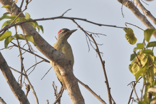 Fine-spotted Woodpecker