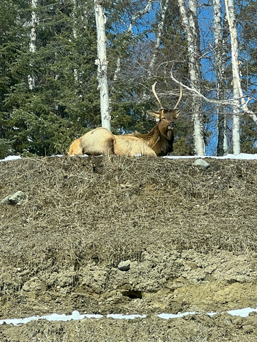 Elk observed by forgetfulpandasmg