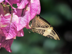 Colobura dirce dirce