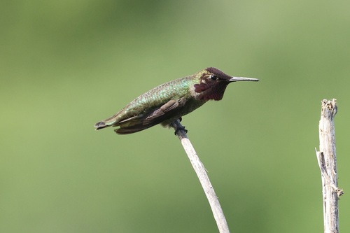 Anna's Hummingbird observed by zaf2103