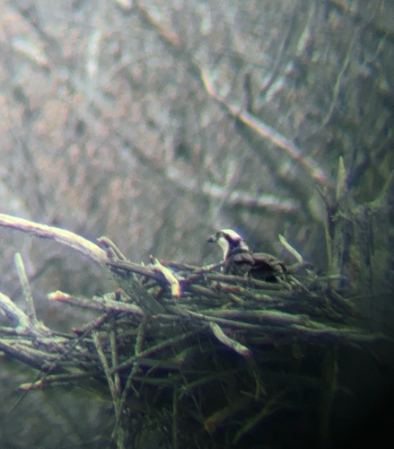 Osprey observed by hz70428in