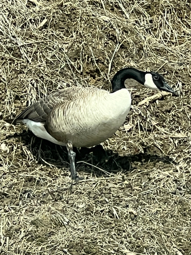 Canada Goose observed by forgetfulpandasmg