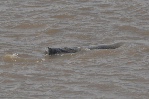 African Manatee