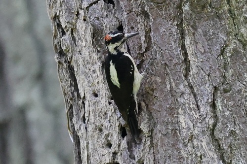 Hairy Woodpecker observed by zaf2103