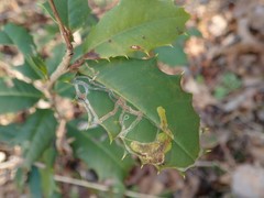 Phytomyza ilicis group